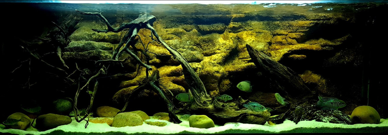 Wood in an Aquarium