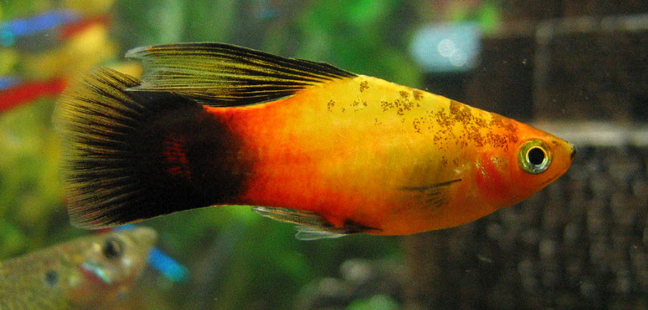 Xiphophorus maculatus High Fin Platy