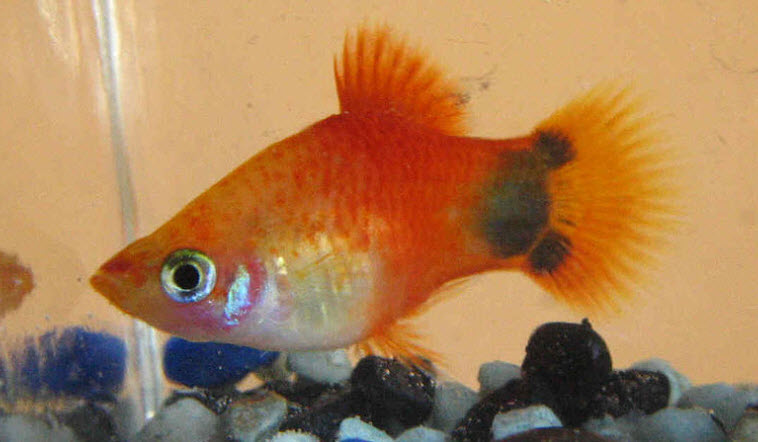 Xiphophorus maculatus Platy