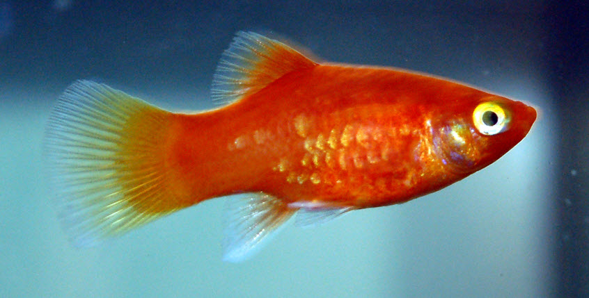 Xiphophorus maculatus Red Coral Platy