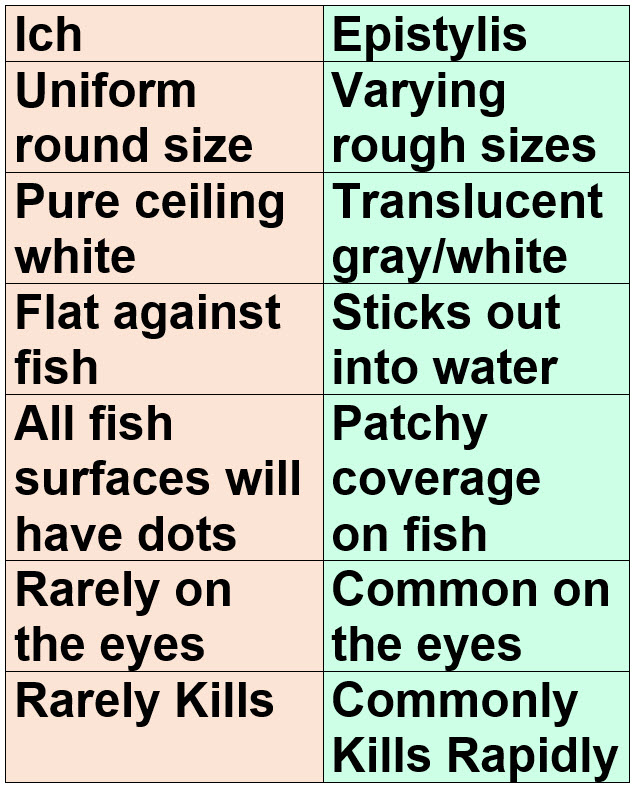 Ich versus Epistylis