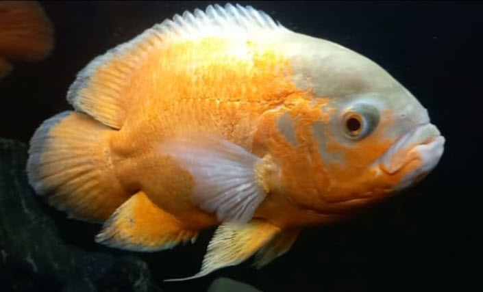 Astronotus ocellatus Gold Oscar