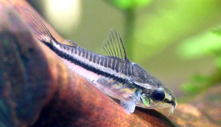 Corydoras pygmaeus, Pigmy Corydora