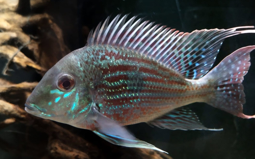 Geophagus sveni