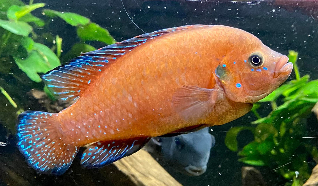 Hemichromis exsul Turkana Jewel Cichlid