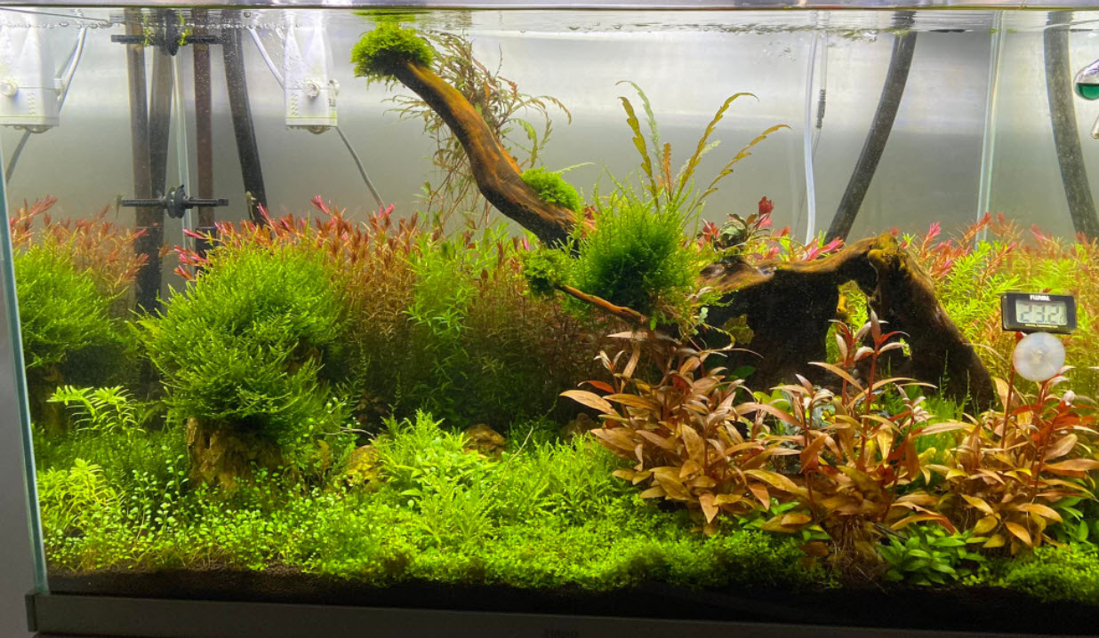 High Tech Planted Aquarium