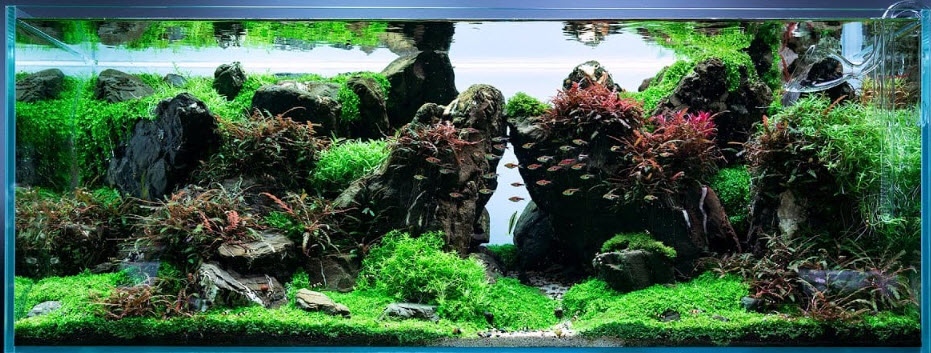 High Tech Planted Aquarium