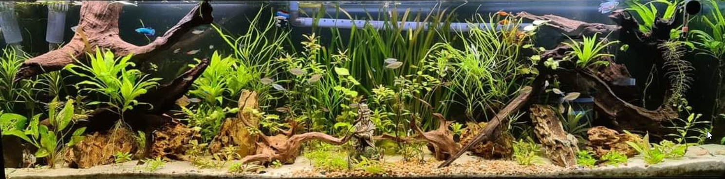 Low Tech Planted Aquarium