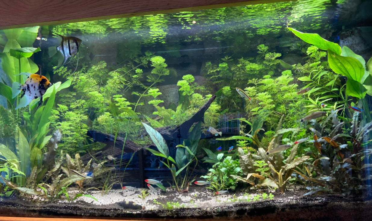 Low Tech Planted Aquarium