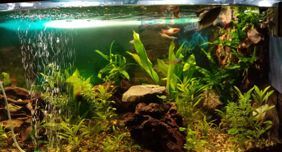 Low Tech Planted Aquarium