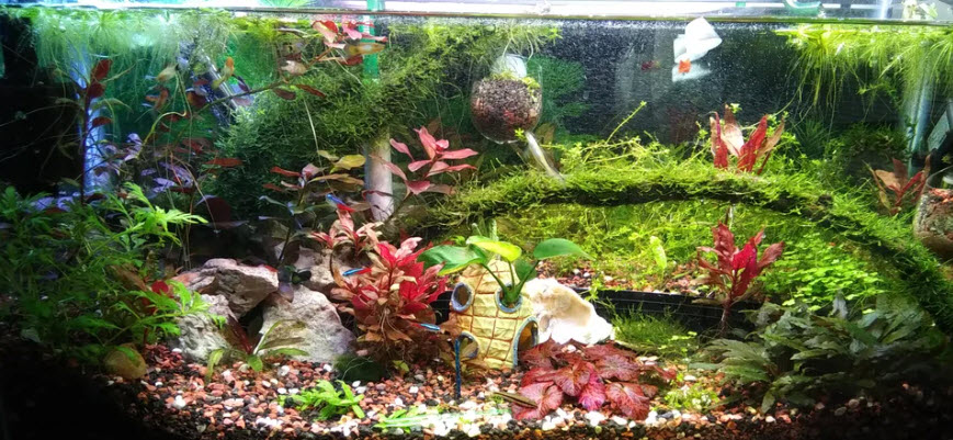 Planted Aquarium