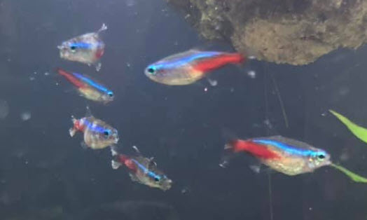 Neon Tetra Disease