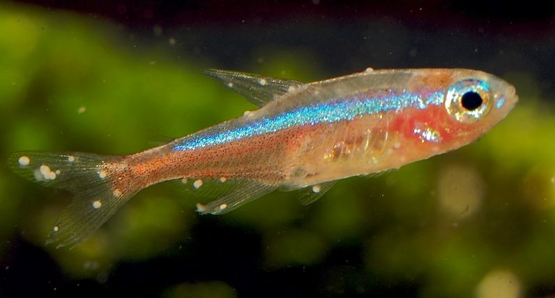 Neon Tetra Disease in a Cardinal Tetra