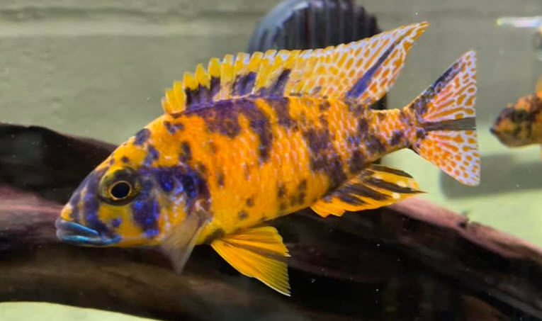 OB Peacock