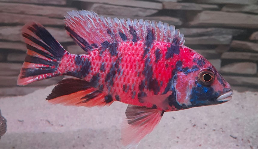 OB Peacock