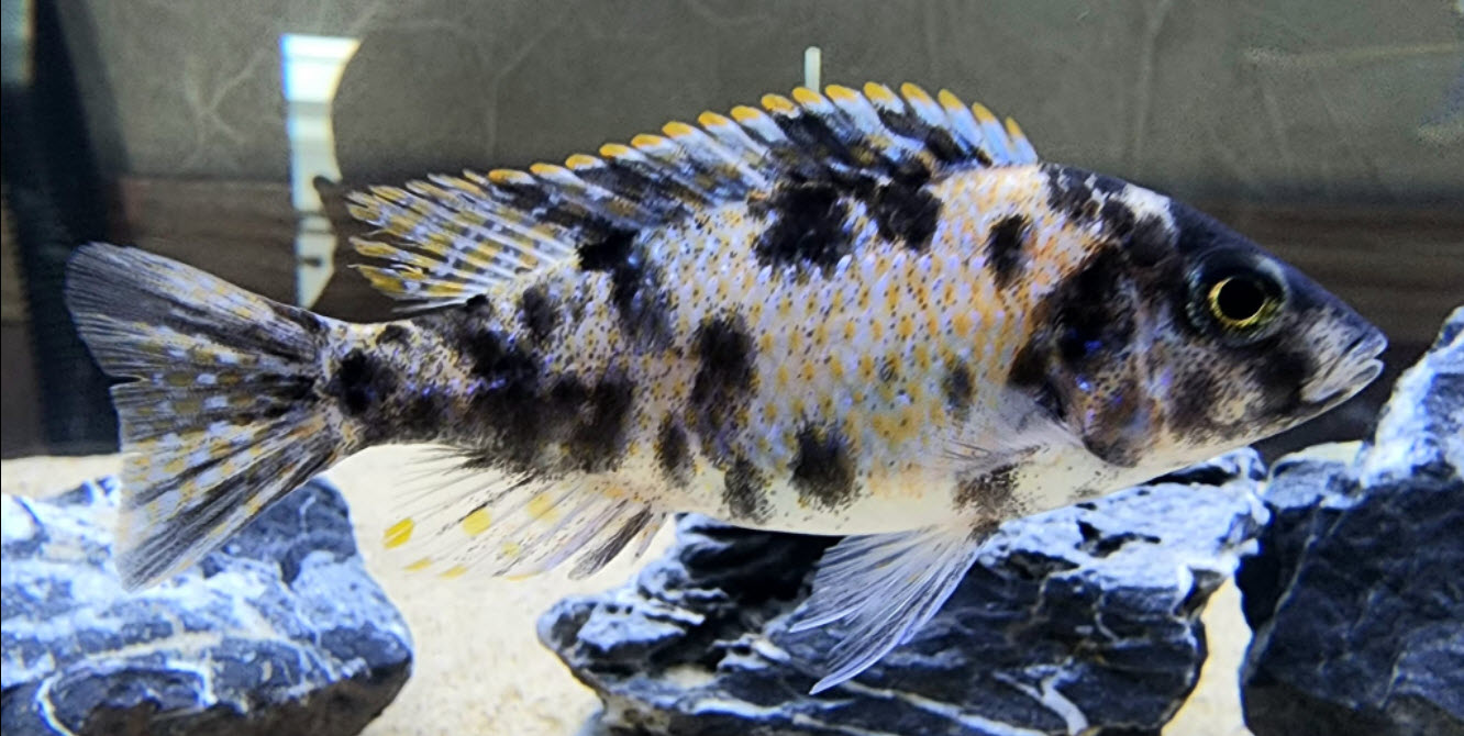 OB Aulonocara