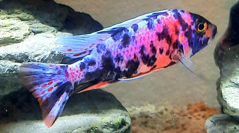 OB Peacock