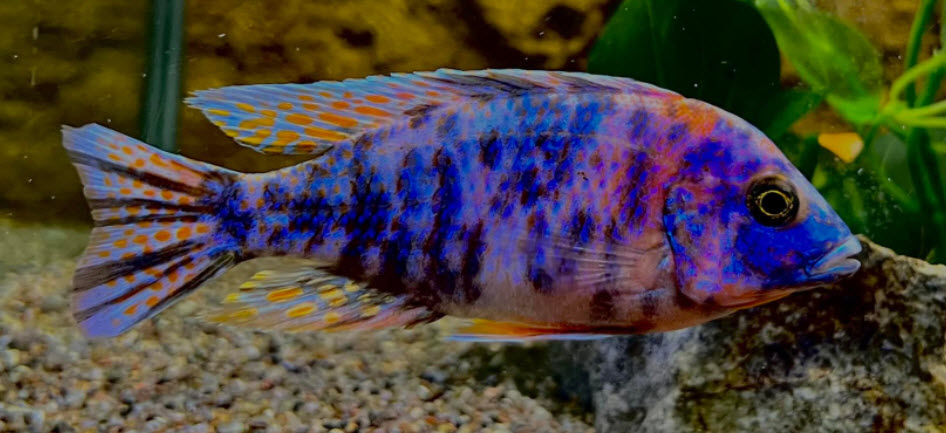 OB Peacock
