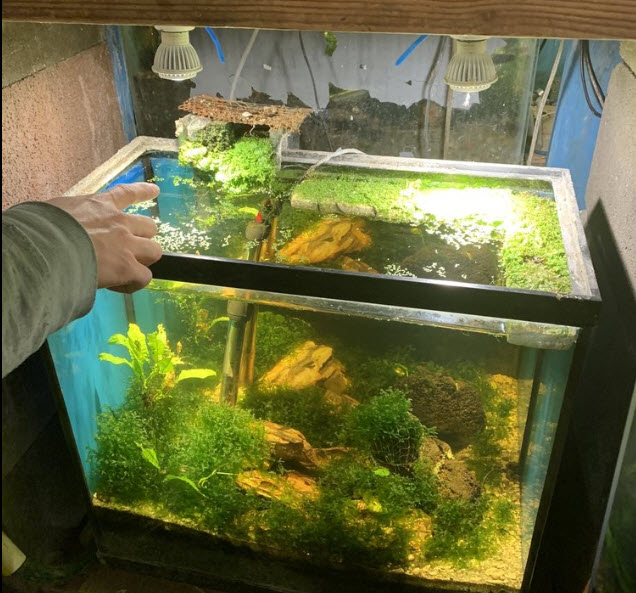 One of Mr. Hau's Aquariums