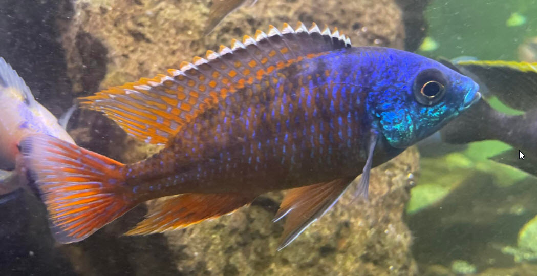 Placidochromis milomo Super VC10
