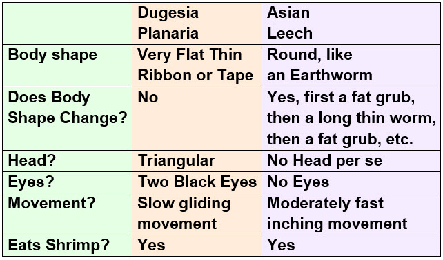 Planaria vs Leeches