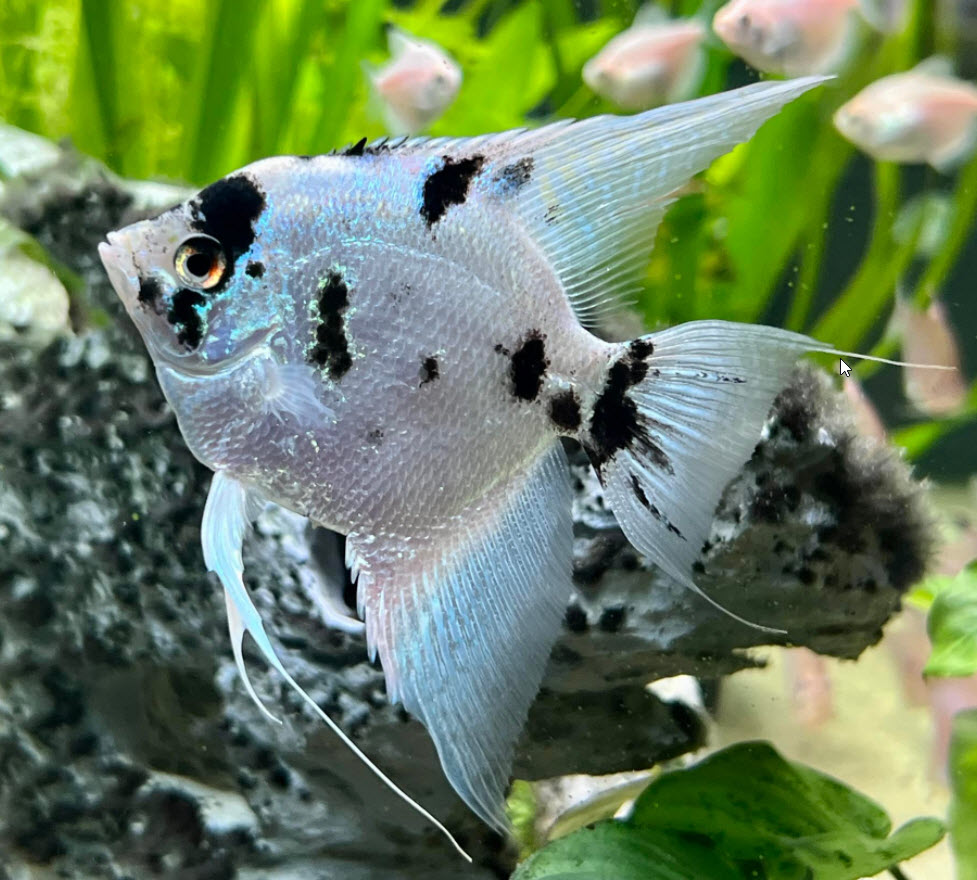 Pterophyllum scalare Panda Angelfish