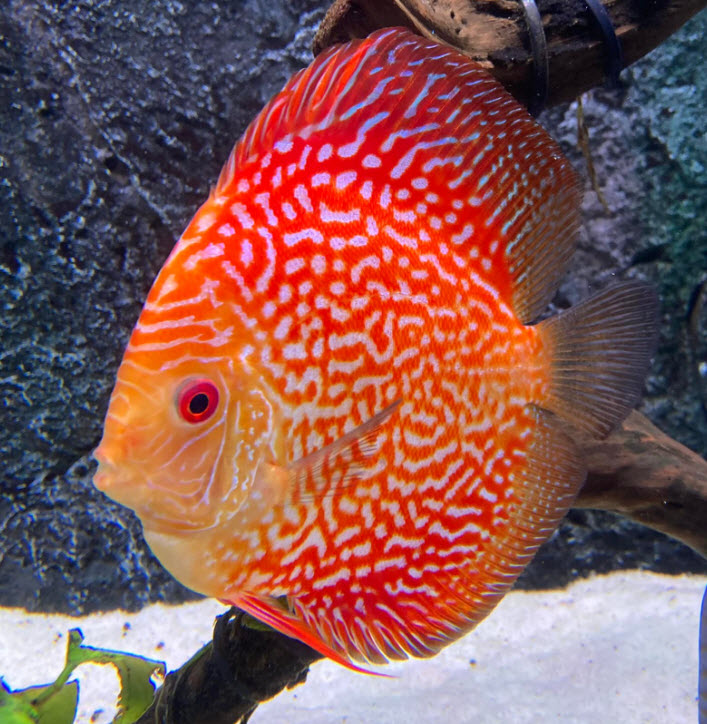 Symphysodon aequifasciatus – Discusvis