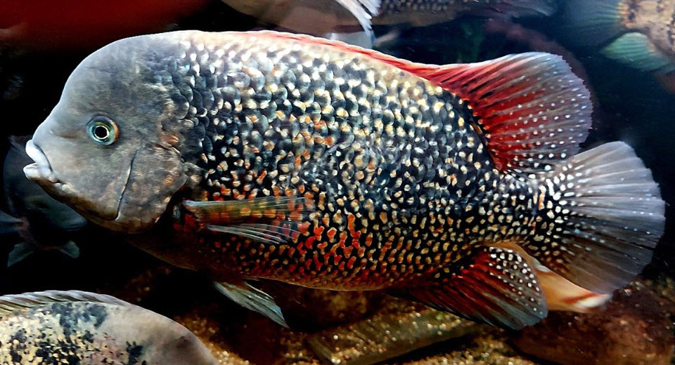 Tomocichla asfraci