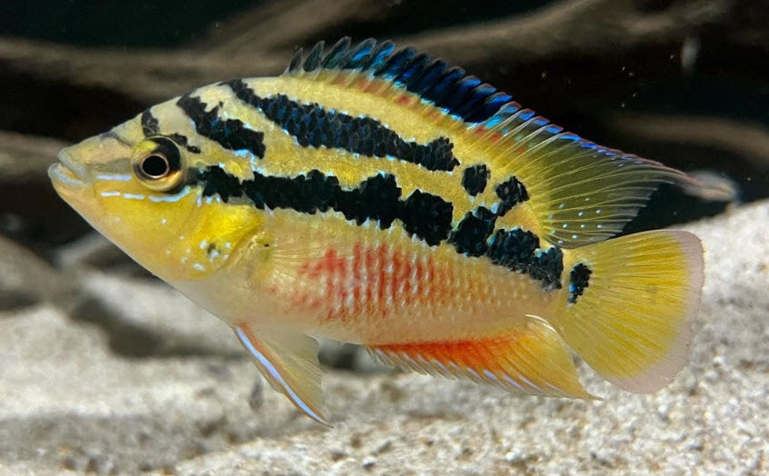 Trichromis salvini Rio Candelaria