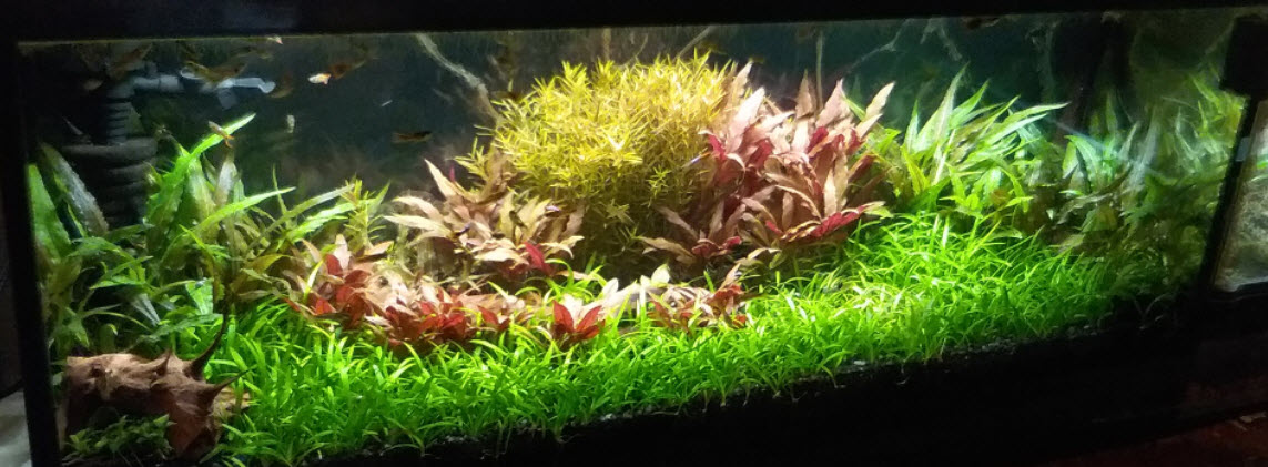 Walstad beplant aquarium