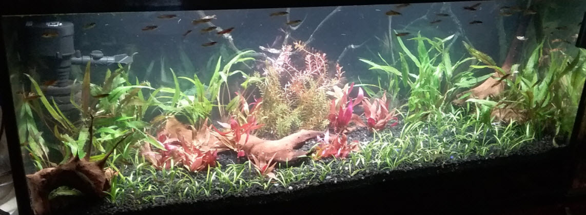 Walstad Planted Aquarium