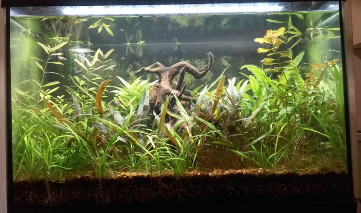 Walstad Planted Aquarium