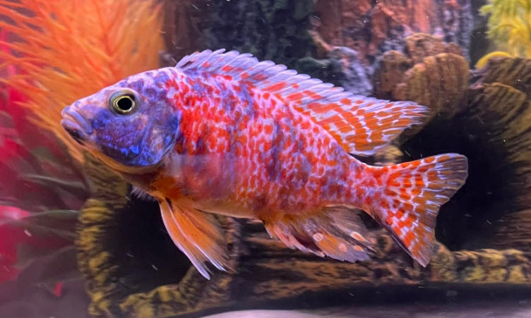 OB Peacock