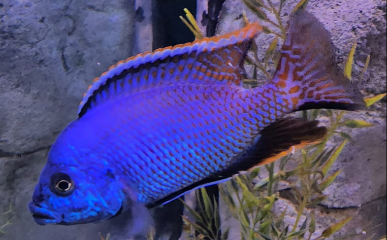 Protomelas taeniolatius Red Empress