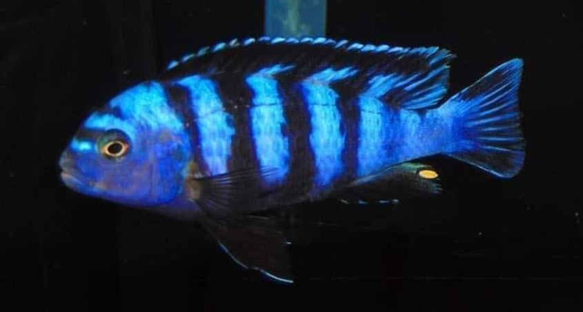 Pseudotropheus saulosi