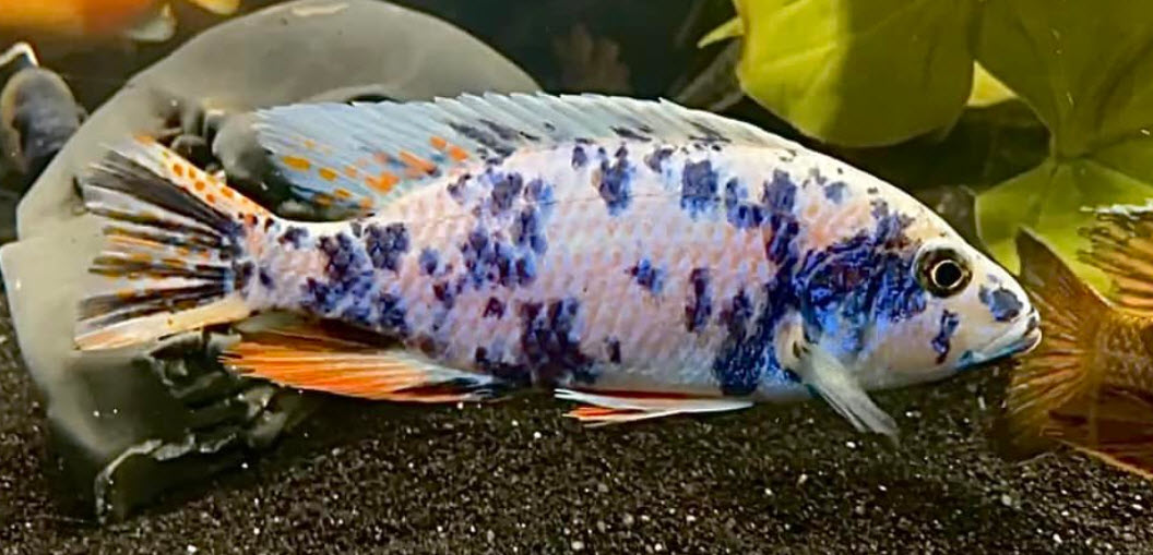 Sciaenochromis fryeri OB blueberry