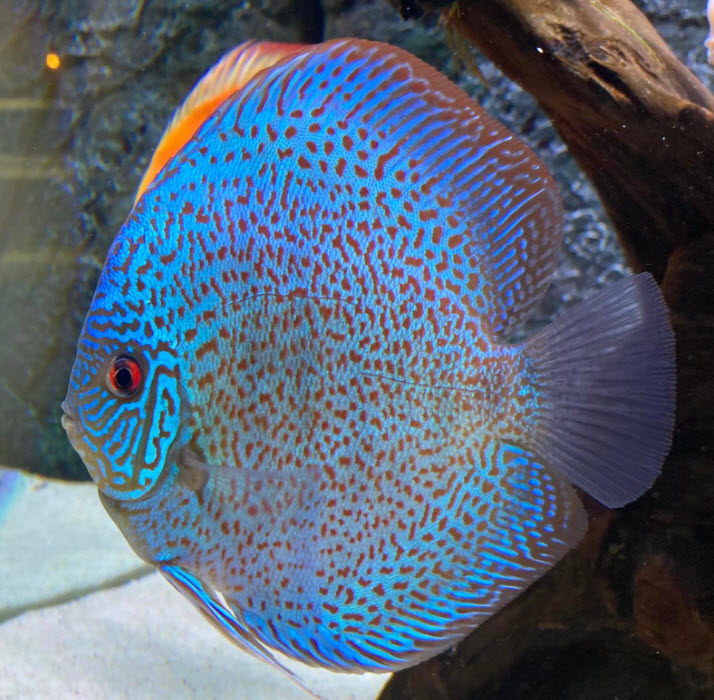 Symphysodon aequifasciatus – Discusvis