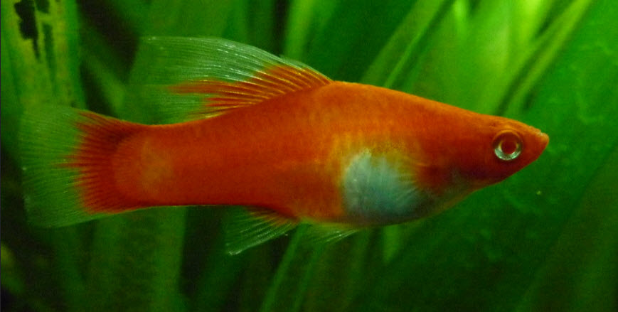 Albino Koi Simpson Hi-Fin Swordtail