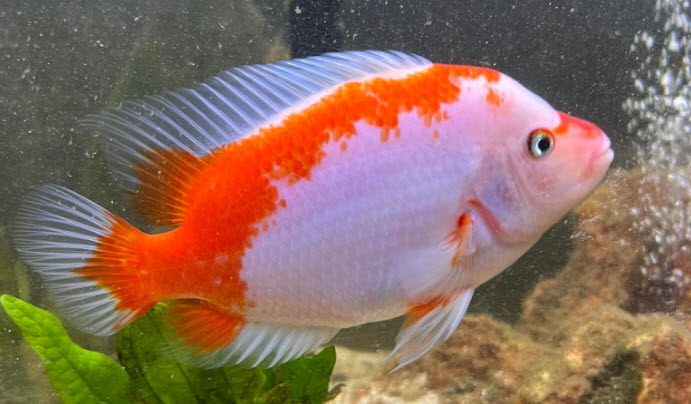 Amphilophus hybride, midevil, Midas, Red Devil