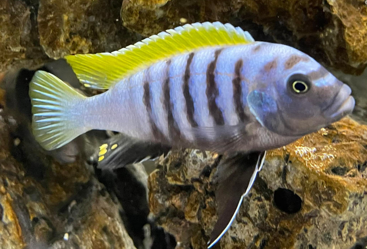 Cynotilapia zebroides Jalo Reef