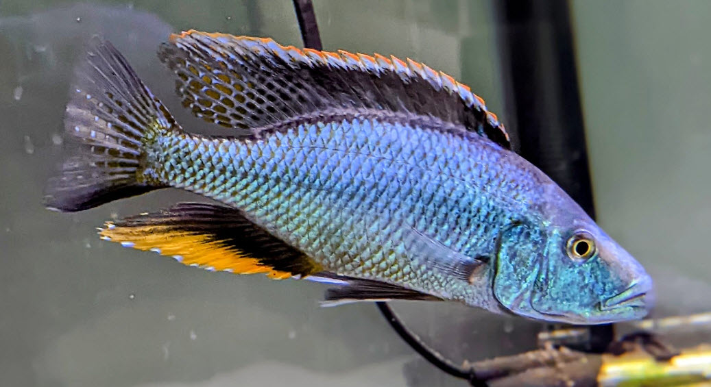 Dimidiochromis Compressiceps Malawi Eyebiter