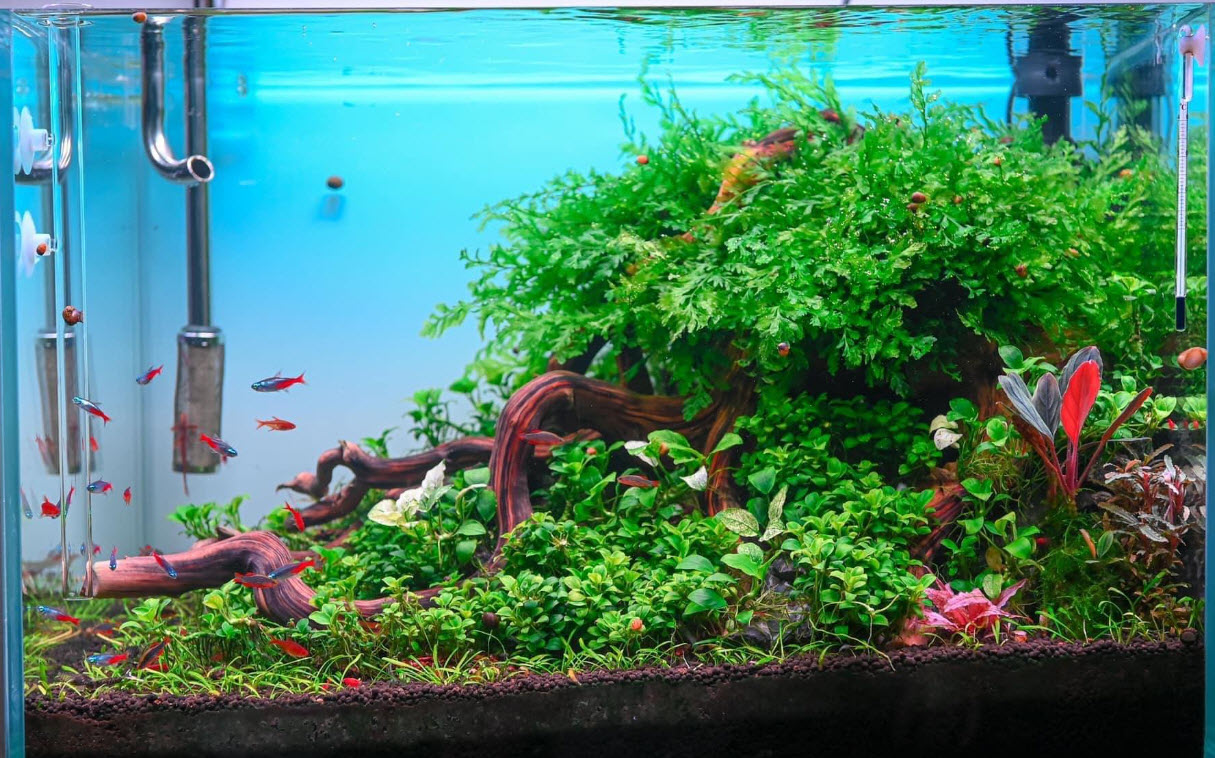 High Tech Planted Aquarium