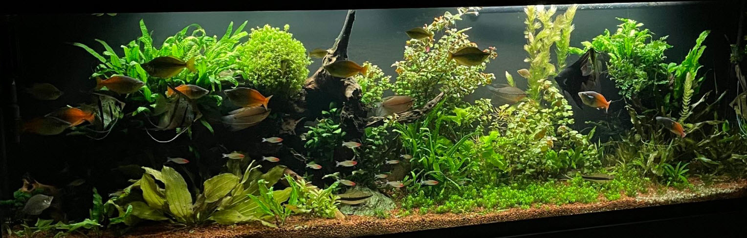 High Tech Planted Aquarium