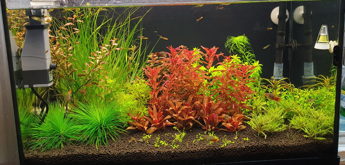 High Tech Planted Aquarium