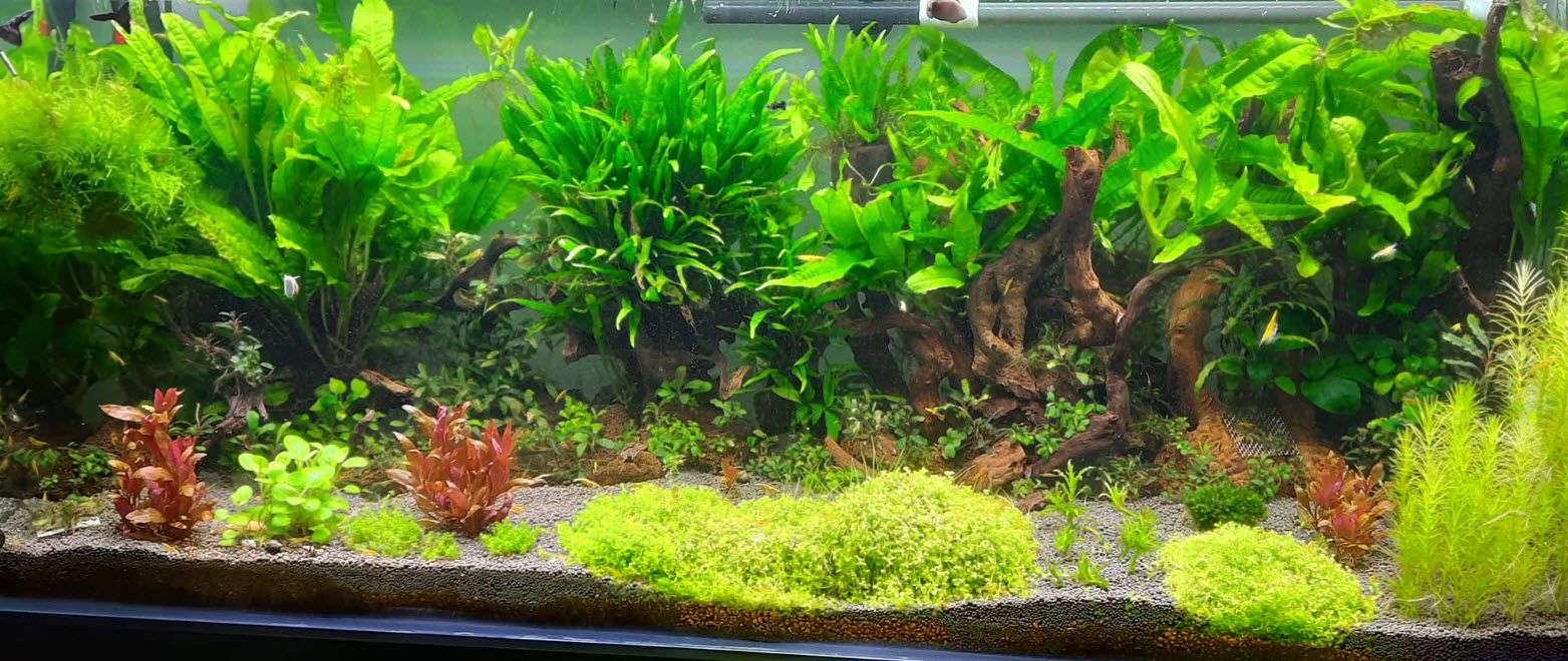 High Tech Planted Aquarium