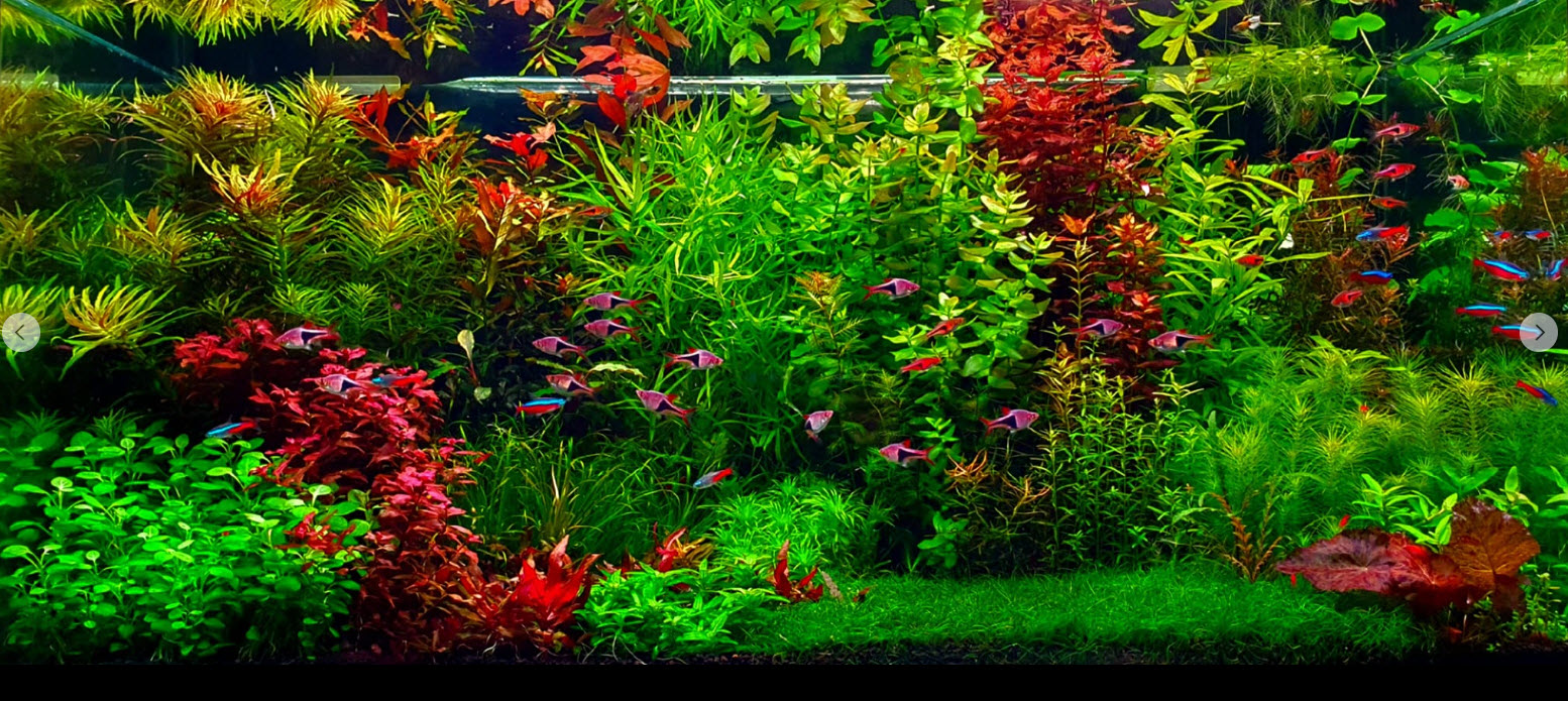 High Tech Planted Aquarium