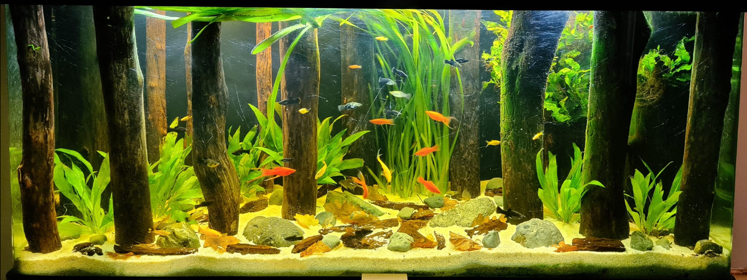 Low Tech Planted Aquarium