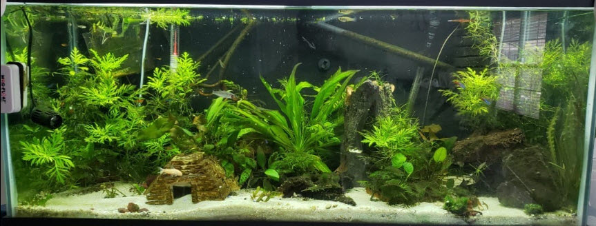 Low Tech Planted Aquarium