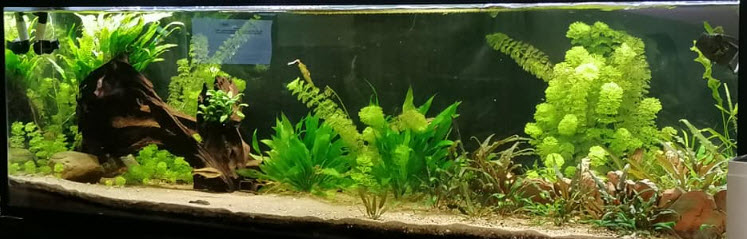 Low Tech Planted Aquarium