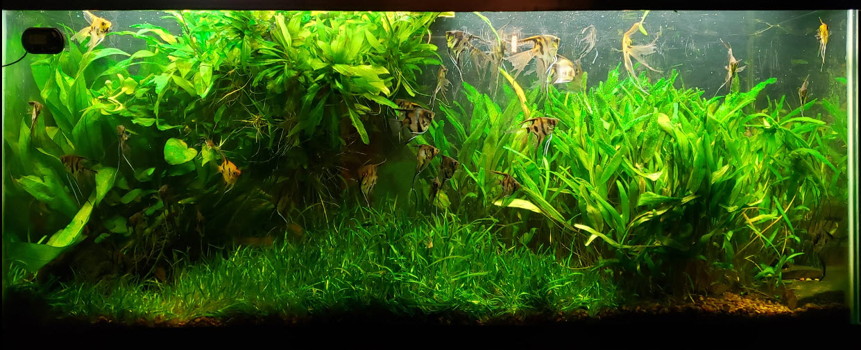 Low Tech Planted Aquarium